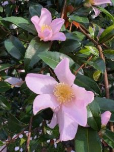 Camellia sasanqua ‘Maiden’s Blush’
