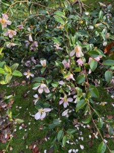 Camellia sasanqua ‘Maiden’s Blush’