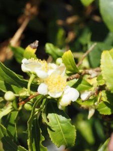 Camellia sinensis