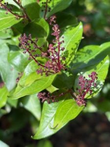 Griselinia ruscifolia