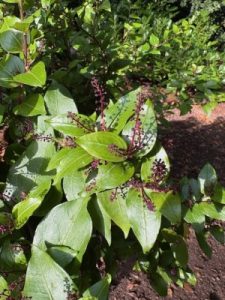 Griselinia ruscifolia