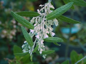 Asterotrichion discolor