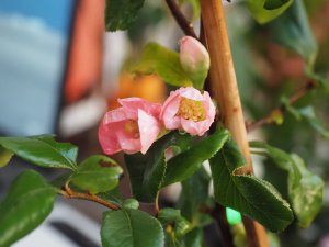 Chaenomeles x superba ‘Pink Lady’