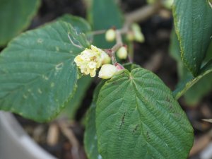 Corylopsis glabrescens