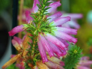 Erica verticillata