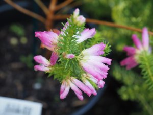 Erica verticillata