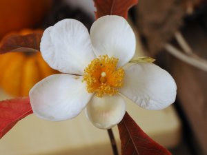 Franklinia alatamaha