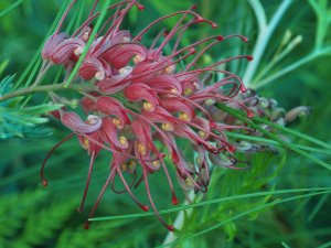 Grevillea ‘Robyn Gordon’