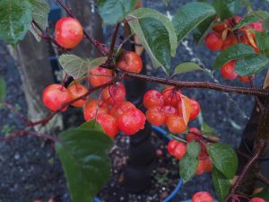 Malus ‘Evereste’