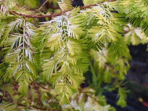 Metasequoia glyptostroboides ‘Gold Rush’