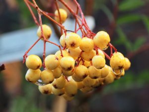 Sorbus ‘Joseph Rock’