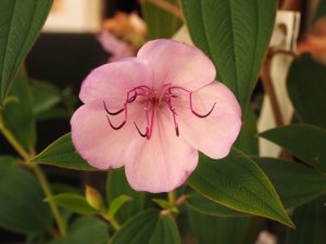 Tibouchina organensis ‘Blue Moon’