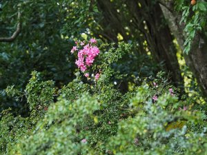 Azalea ‘Hinomayo’