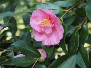 Camellia ‘Paradise Hilda’