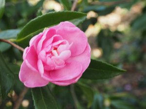 Camellia ‘Paradise Hilda’