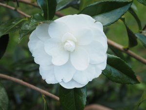 Camellia sasanqua ‘Early Pearly’