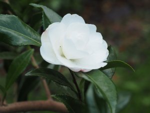 Camellia sasanqua ‘Early Pearly’