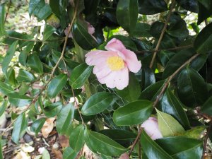 Camellia sasanqua ‘Plantation Pink’