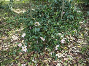 Camellia sasanqua ‘Plantation Pink’