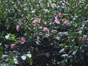 Camellia x williamsii