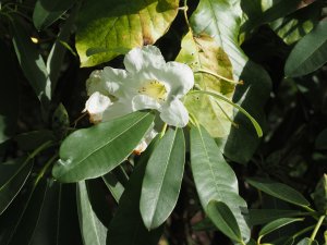Rhododendron decorum