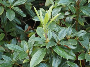 Rhododendron maddenii