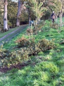 large evergreen azaleas