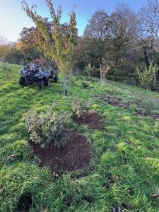 large evergreen azaleas