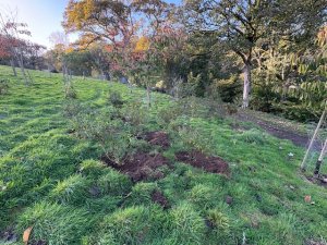 large evergreen azaleas