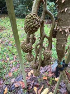 Brassaiopsis dumicola