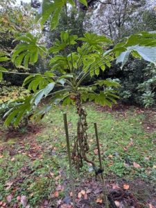 Brassaiopsis dumicola