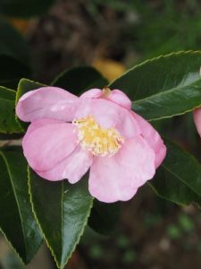 Camellia sasanqua ‘Île Wrac’h’