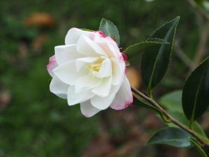 Camellia sasanqua ‘Blush’