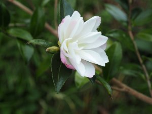 Camellia sasanqua ‘Blush’