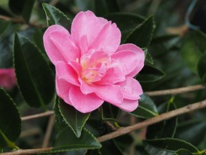 Camellia sasanqua ‘Elfin Rose’