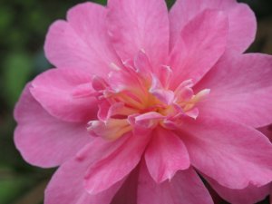 Camellia sasanqua ‘Elfin Rose’