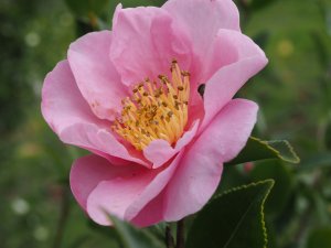 Camellia sasanqua ‘Pink Goddess’