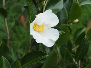 Camellia sasanqua ‘Setsugekka’