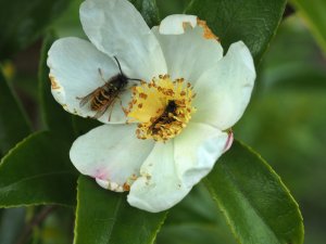 Camellia sasanqua ‘Survivor’