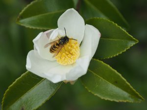 Camellia sasanqua ‘Survivor’