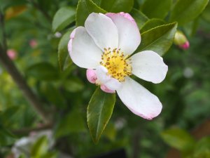 Camellia sasanqua ‘Versicolor’