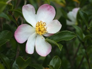 Camellia sasanqua ‘Versicolor’