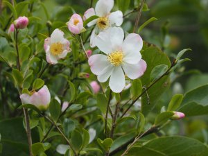 Camellia sasanqua ‘Versicolor’