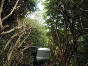 Rhododendron moulmainense