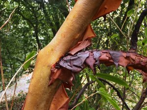 Rhododendron moulmainense