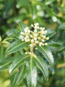 Acradenia frankliniae