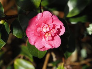 Camellia x williamsii ‘George Blandford’