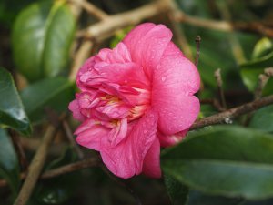 Camellia x williamsii ‘George Blandford’
