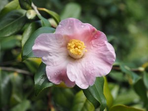 Camellia x williamsii ‘J. C. Williams’