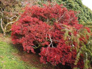 Enkianthus perulatus